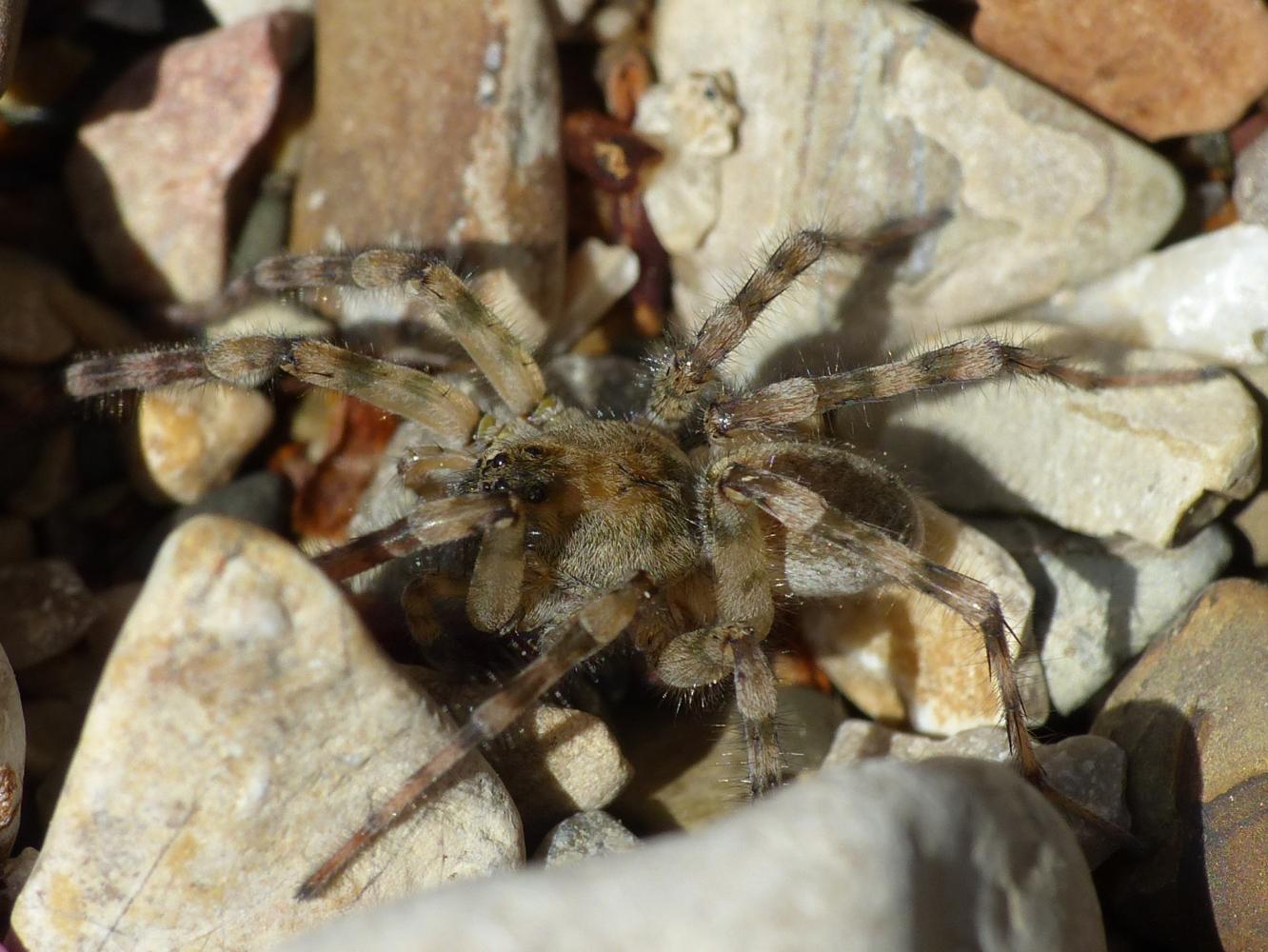 Arctosa similis - Tolfa (RM)